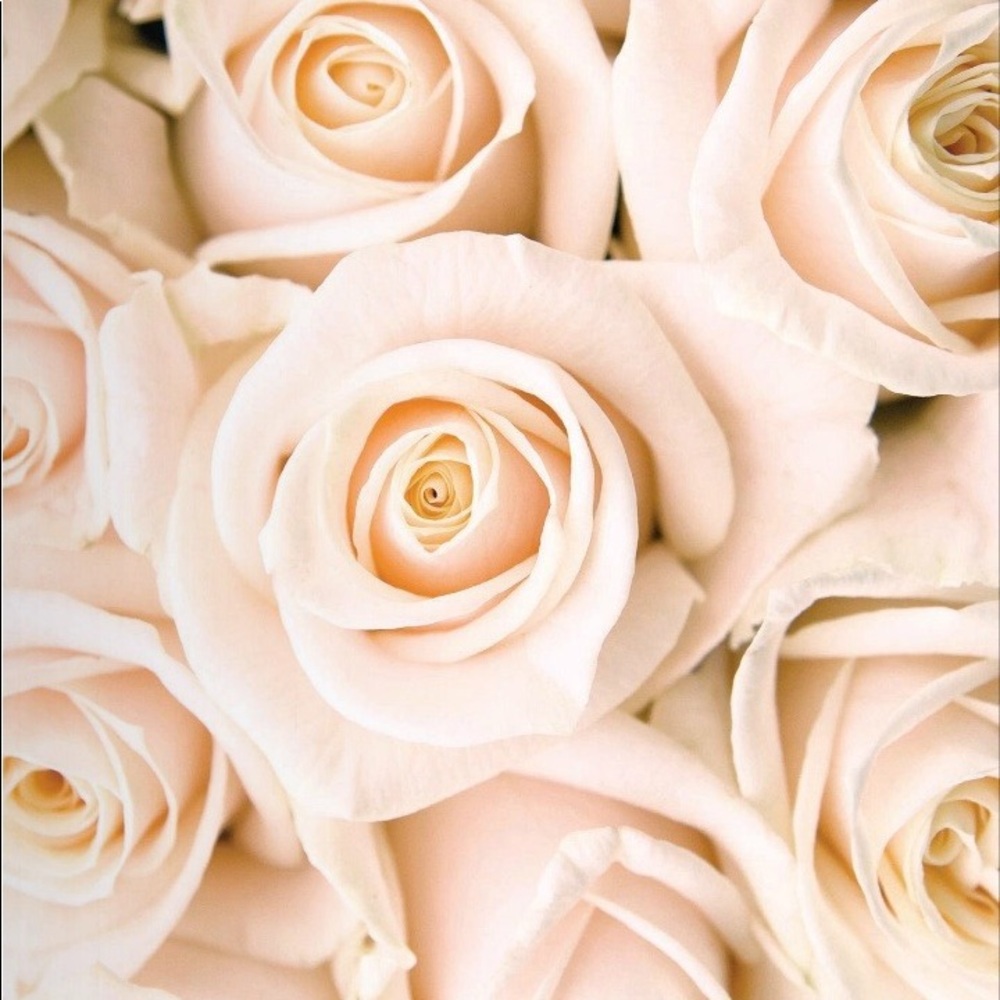 Smell The Roses 🌹